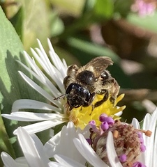 Cnemidandrena