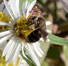 Cnemidandrena