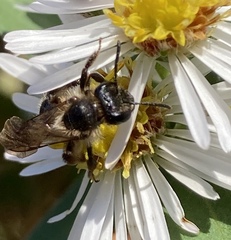 Cnemidandrena