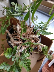 Davallia fejeensis
