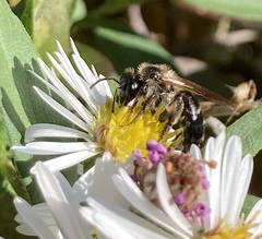 Cnemidandrena