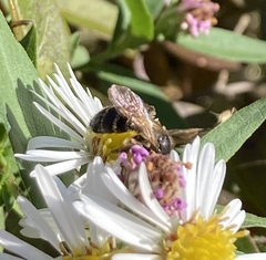 Cnemidandrena