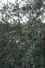Ceanothus megacarpus megacarpus