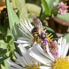 Cnemidandrena