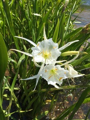 Hymenocallis coronaria