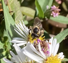 Cnemidandrena