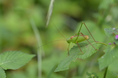 Leptophyes laticauda
