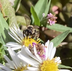 Cnemidandrena