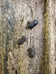 Dorcus brevis