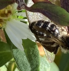 Cnemidandrena