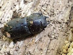 Dorcus brevis