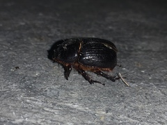 Xyloryctes jamaicensis