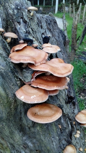 Lentinula boryana