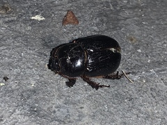 Xyloryctes jamaicensis