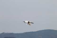 Ardea alba