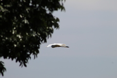 Ardea alba