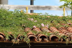 Podranea ricasoliana