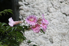 Podranea ricasoliana