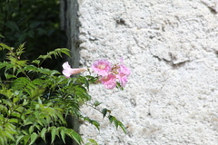 Podranea ricasoliana