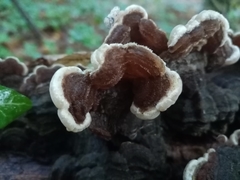 Auricularia mesenterica