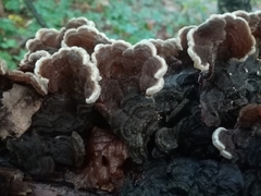 Auricularia mesenterica