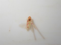 Zygina flammigera