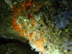 Metandrocarpa taylori