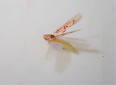 Zygina flammigera