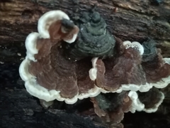 Auricularia mesenterica
