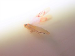 Zygina flammigera