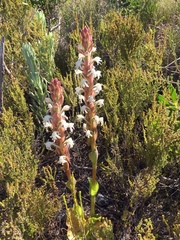 Satyrium candidum