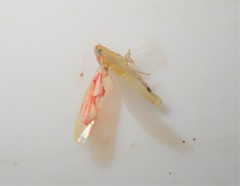 Zygina flammigera