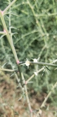 Salsola australis