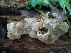 Auricularia mesenterica