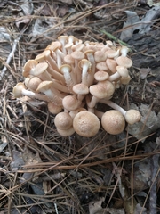 Desarmillaria caespitosa image