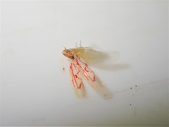 Zygina flammigera
