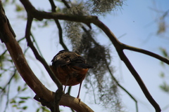 Turdus rufiventris