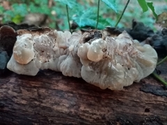 Auricularia mesenterica