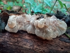 Auricularia mesenterica