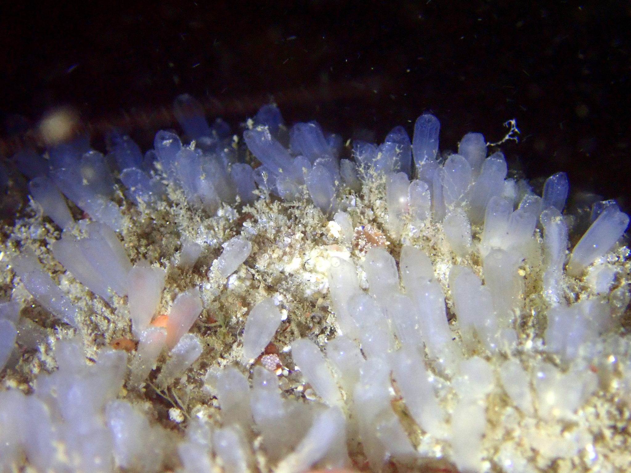 Euherdmania claviformis (Ritter, 1903)