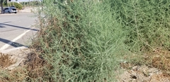 Salsola australis