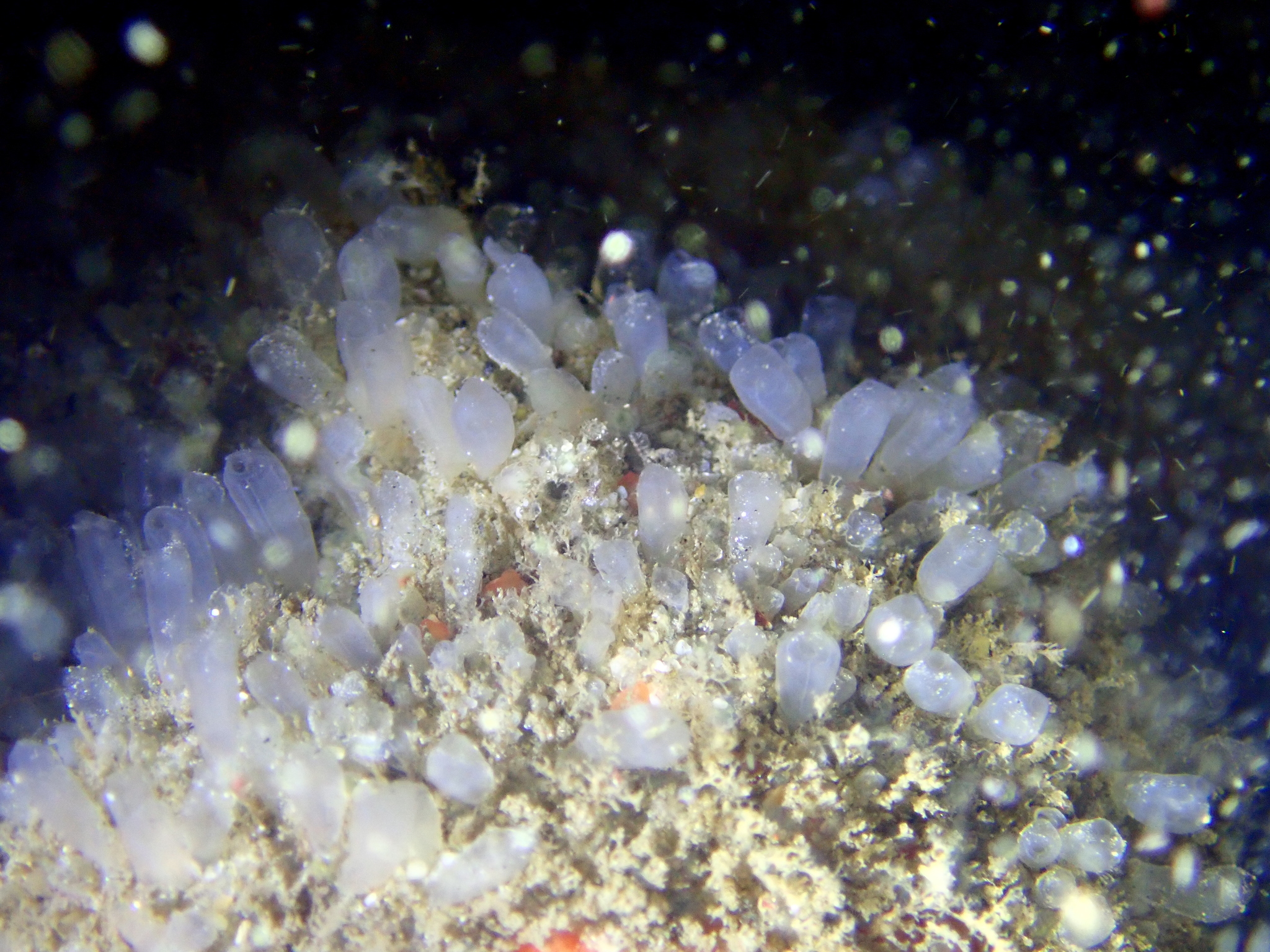 Euherdmania claviformis (Ritter, 1903)