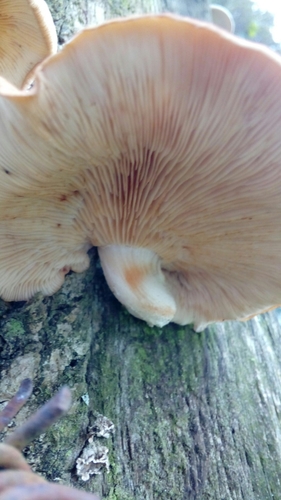 Lentinula boryana