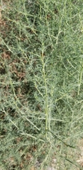 Salsola australis