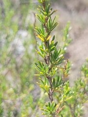 Cliffortia repens