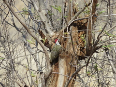 Campethera bennettii bennettii