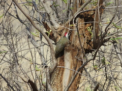 Campethera bennettii bennettii