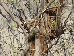 Campethera bennettii bennettii