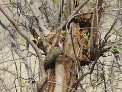 Campethera bennettii bennettii