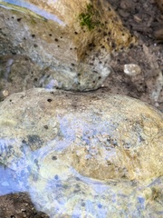 Pyrgulopsis bacchus